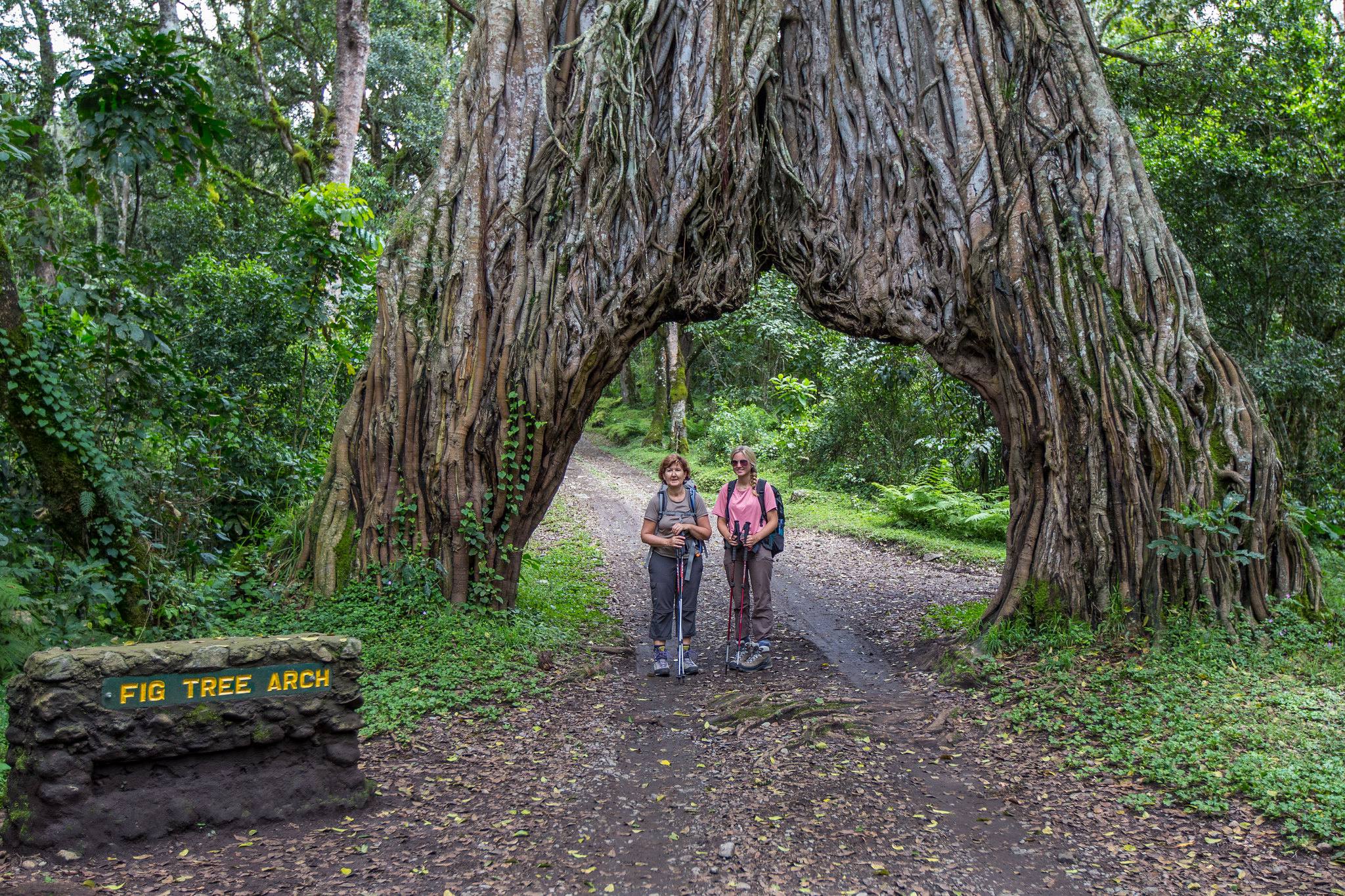 Arusha_National_Park_Fig_Tree_Arch_63