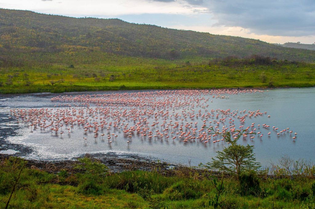 Lake_Flamingos