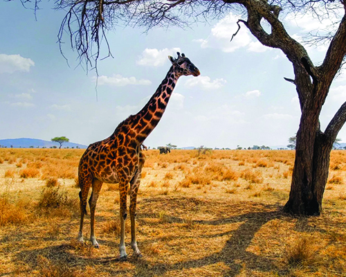 Serengeti