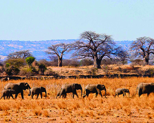Tarangire